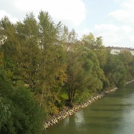 Goldfisch Am Donaukanal