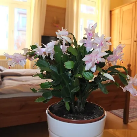 Aparthotel Leopoldauer 2*