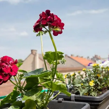 Visit Roof Terrace Morning Sun Vienna