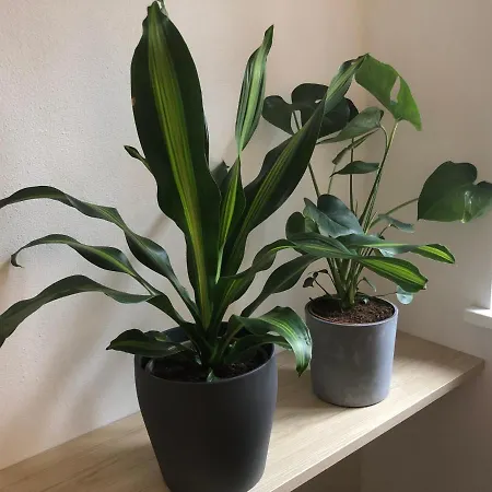 2 Mit Terrasse! Schonbrunn-nahe