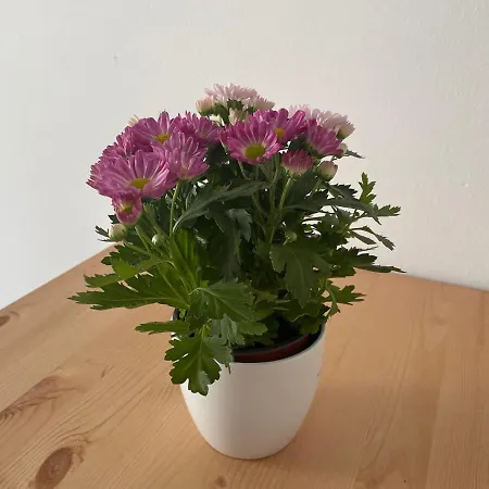 Apartment Cosy Near Center & Station Vienna