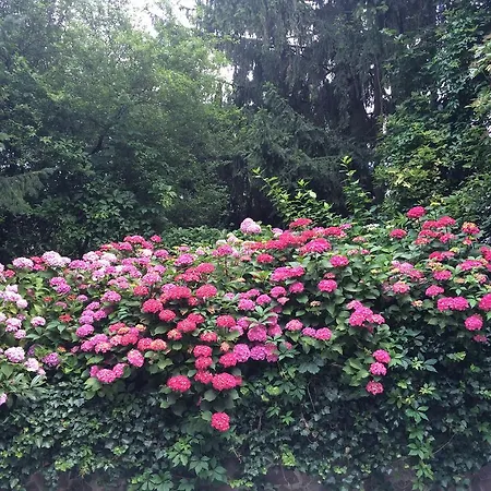 Exquisites Gartenapartment In Eleganter Jugendstilvilla Wien