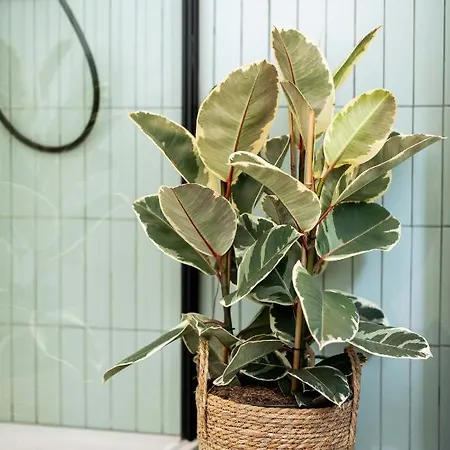 Urban Jungle