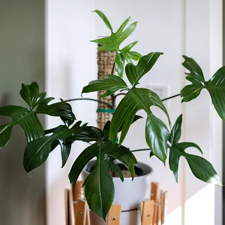 Urban Jungle