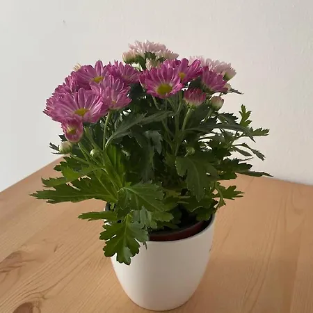 Cosy Studio Near Central Station Apartment Vienna