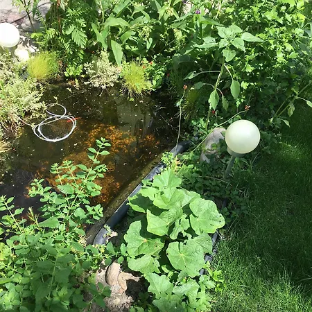 Ajo Danube